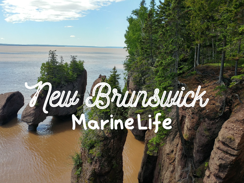 New Brunswick Hopewell Rocks coastal cliffs and ocean, forested shoreline, marine nature scenery